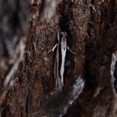 Tineidae (family) (Clothes moths (Tineidae)) at Jerrabomberra, ACT - 14 Oct 2018 by Christine