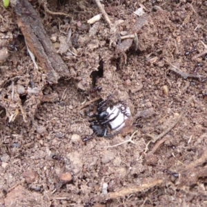 Zodariidae (family) at Jerrabomberra, ACT - 14 Oct 2018