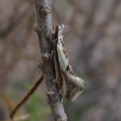 Thema macroscia (A concealer moth) at Jerrabomberra, ACT - 14 Oct 2018 by Christine