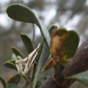 Thema macroscia at Jerrabomberra, ACT - 14 Oct 2018