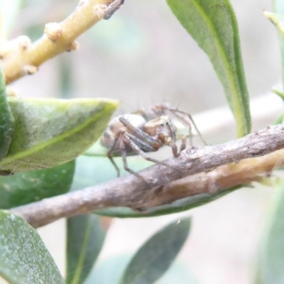 Oxyopes sp. (genus) (Lynx spider) at Jerrabomberra, ACT - 14 Oct 2018 by Christine