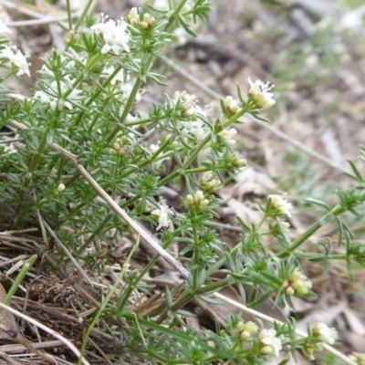 Asperula conferta (Common Woodruff) at Jerrabomberra, ACT - 14 Oct 2018 by Christine