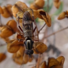 Ectinorhynchus sp. (genus) (A Stiletto Fly) at Jerrabomberra, ACT - 14 Oct 2018 by Christine