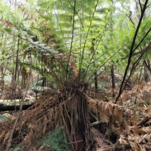 Dicksonia antarctica at Cotter River, ACT - suppressed