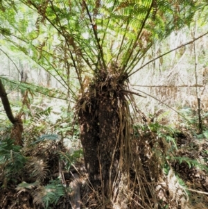 Dicksonia antarctica at Cotter River, ACT - suppressed