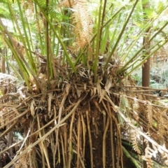 Dicksonia antarctica at Cotter River, ACT - suppressed