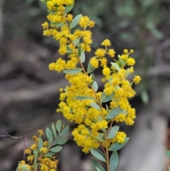 Acacia buxifolia subsp. buxifolia (Box-leaf Wattle) at Cotter River, ACT - 15 Oct 2018 by KenT
