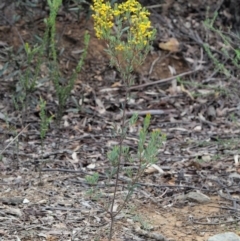 Acacia buxifolia subsp. buxifolia at Cotter River, ACT - 16 Oct 2018 07:08 AM