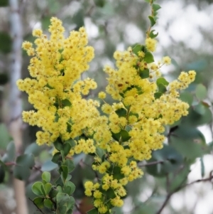 Acacia pravissima at Cotter River, ACT - 16 Oct 2018