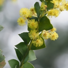 Acacia pravissima at Cotter River, ACT - 16 Oct 2018