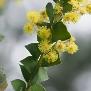 Acacia pravissima at Cotter River, ACT - 16 Oct 2018 07:20 AM