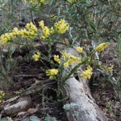 Acacia pravissima at Cotter River, ACT - 16 Oct 2018