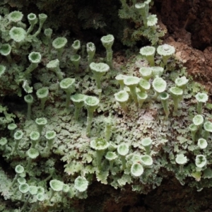 Cladonia sp. (genus) at Cotter River, ACT - 16 Oct 2018