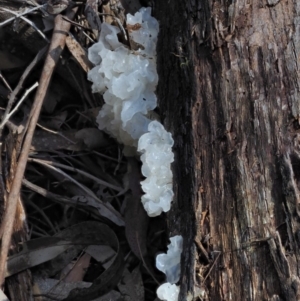 Tremella fuciformis at Cotter River, ACT - 16 Oct 2018