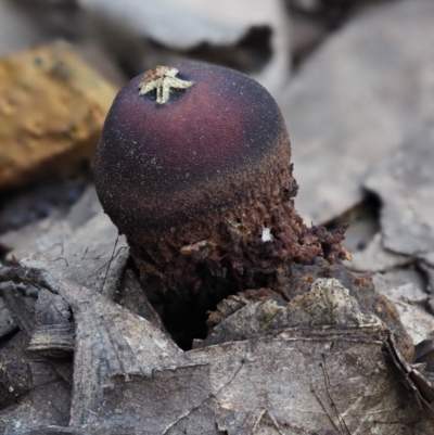 Calostoma fuscum (Common Prettymouth) at Cotter River, ACT - 16 Oct 2018 by KenT
