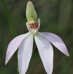 Caladenia carnea (Pink Fingers) at Cotter River, ACT - 16 Oct 2018 by KenT