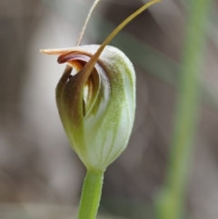 Pterostylis pedunculata (Maroonhood) at Cotter River, ACT - 16 Oct 2018 by KenT