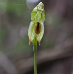 Bunochilus montanus (Montane Leafy Greenhood) at Uriarra Village, ACT - 15 Oct 2018 by KenT