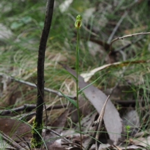 Bunochilus montanus at Uriarra Village, ACT - 16 Oct 2018