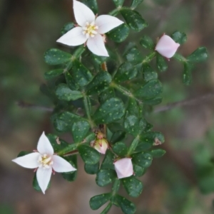 Boronia algida at Cotter River, ACT - suppressed