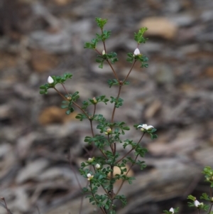 Boronia algida at Cotter River, ACT - suppressed