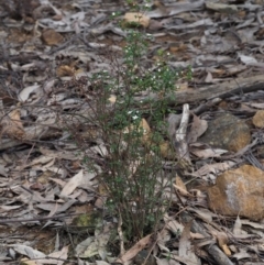 Boronia algida at Cotter River, ACT - 16 Oct 2018