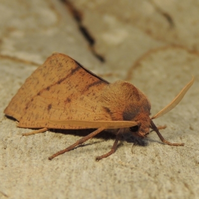 Fisera perplexata (Light-tan Crest-moth) at Pollinator-friendly garden Conder - 25 Apr 2018 by michaelb