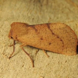 Fisera perplexata at Conder, ACT - 26 Apr 2018