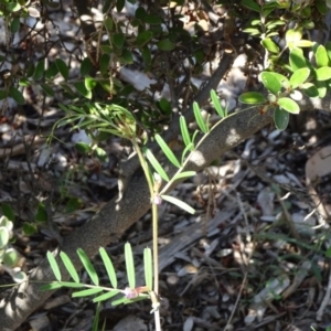 Vicia sativa at Acton, ACT - 18 Oct 2018 10:50 AM