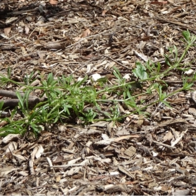 Galium aparine (Goosegrass, Cleavers) at ANBG - 17 Oct 2018 by JanetRussell