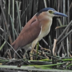 Nycticorax caledonicus (Nankeen Night-Heron) at Bruce Ponds - 18 Oct 2018 by JohnBundock