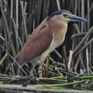 Nycticorax caledonicus at Bruce, ACT - 18 Oct 2018