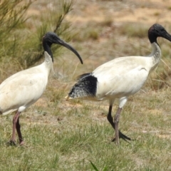 Threskiornis molucca (Australian White Ibis) at Bruce Ponds - 18 Oct 2018 by JohnBundock