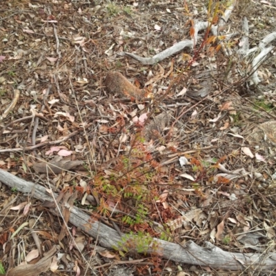 Pistacia chinensis (Chinese Pistachio) at Mount Taylor - 17 Oct 2018 by RosemaryRoth