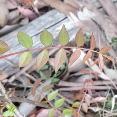 Pistacia chinensis at Fisher, ACT - 17 Oct 2018