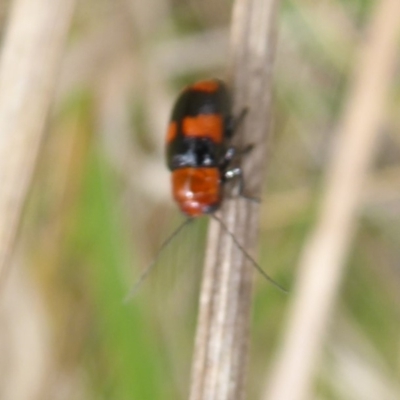 Aporocera (Aporocera) jocosa (Leaf beetle) at Belconnen, ACT - 16 Oct 2018 by Christine