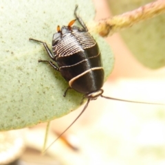 Ellipsidion australe (Austral Ellipsidion cockroach) at Belconnen, ACT - 16 Oct 2018 by Christine