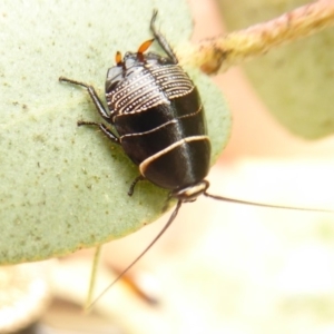 Ellipsidion australe at Belconnen, ACT - 17 Oct 2018