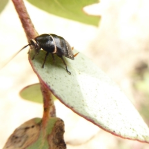 Ellipsidion australe at Belconnen, ACT - 17 Oct 2018