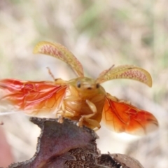 Paropsisterna fastidiosa (Eucalyptus leaf beetle) at Belconnen, ACT - 17 Oct 2018 by Christine