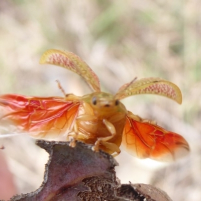 Paropsisterna fastidiosa (Eucalyptus leaf beetle) at Belconnen, ACT - 16 Oct 2018 by Christine