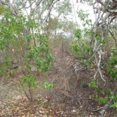 Ligustrum lucidum (Large-leaved Privet) at Fisher, ACT - 17 Oct 2018 by RosemaryRoth