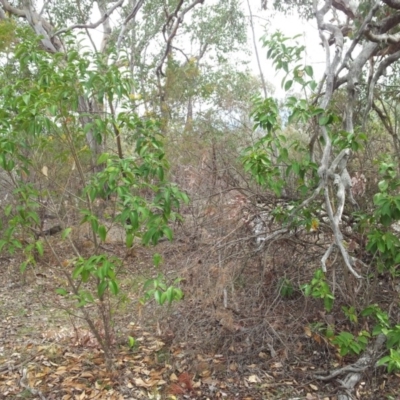 Ligustrum lucidum (Large-leaved Privet) at Fisher, ACT - 17 Oct 2018 by RosemaryRoth