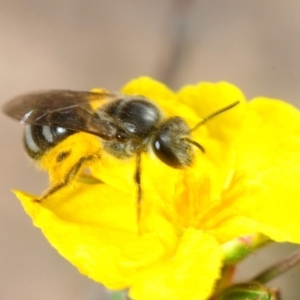 Lasioglossum (Chilalictus) sp. (genus & subgenus) at Dunlop, ACT - 16 Oct 2018