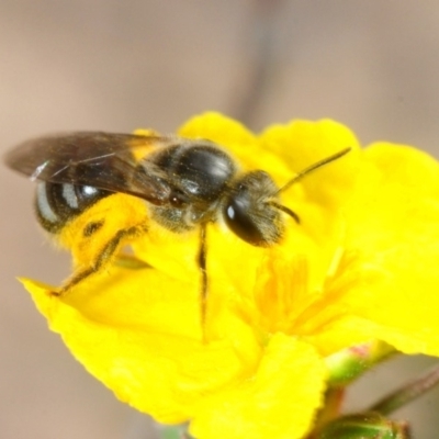 Lasioglossum (Chilalictus) sp. (genus & subgenus) (Halictid bee) at Dunlop, ACT - 16 Oct 2018 by Harrisi