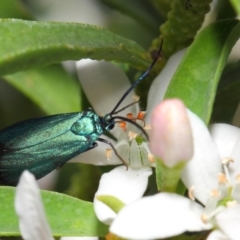 Pollanisus viridipulverulenta (Satin-green Forester) at ANBG - 15 Oct 2018 by TimL