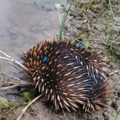 Tachyglossus aculeatus (Short-beaked Echidna) at Mulligans Flat - 12 Oct 2018 by cf17