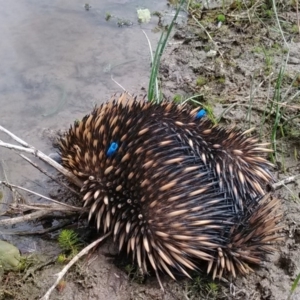 Tachyglossus aculeatus at Amaroo, ACT - 12 Oct 2018 01:42 PM