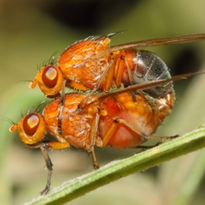 Lauxaniidae (family) at Acton, ACT - 18 Oct 2018