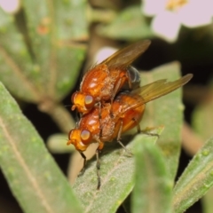 Lauxaniidae (family) at Acton, ACT - 18 Oct 2018